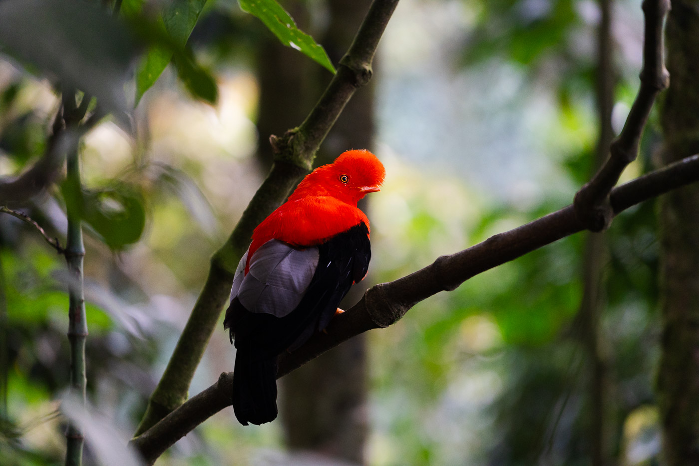 A red and black Andean Cock of the Rock bird perched on a branch in the forest looking at the camera.