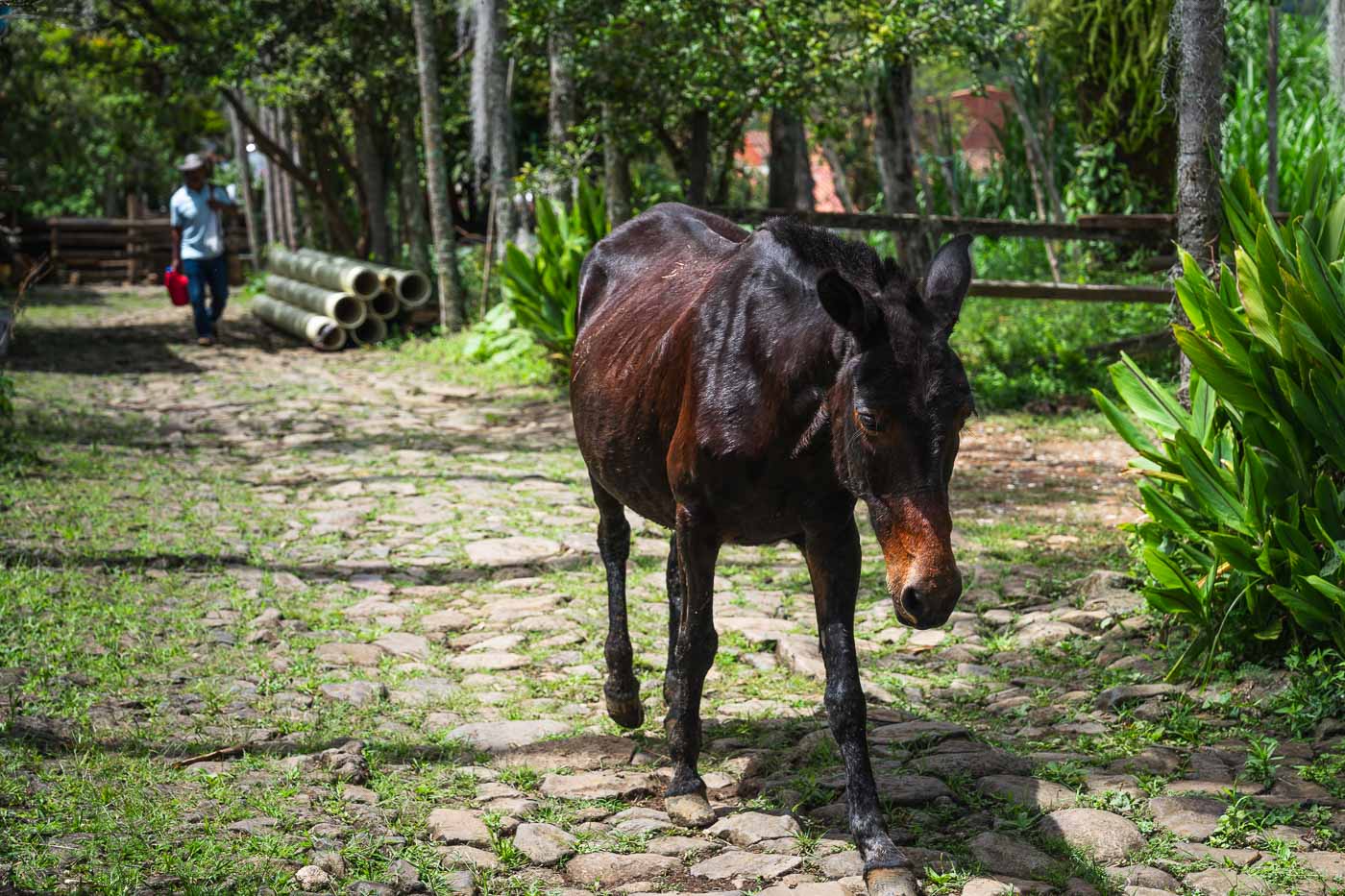 A horse walking along a cobblestone path surrounded by green bushes and trees in Jardin.
