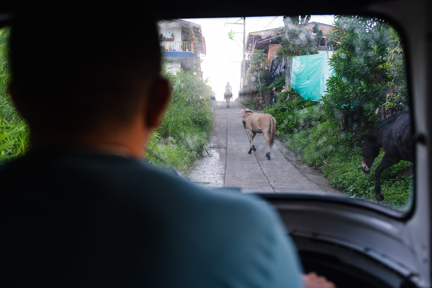 A tuk tuk driver lookout out through the front of a vehicle at some horses blocking the road.
