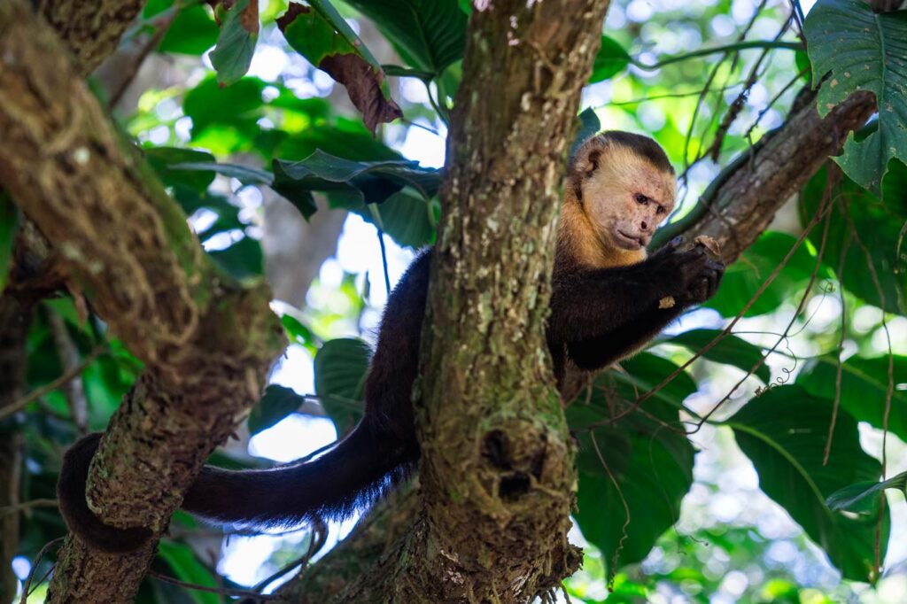 A capuchin monkey in a tree in Tayrona National Park.