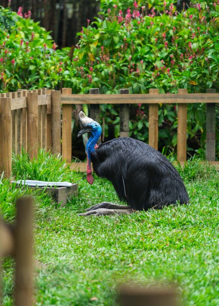 A giant cassowary bird sitting on the grass inside it's pen at Parque de la Conservacion in Medellin.
