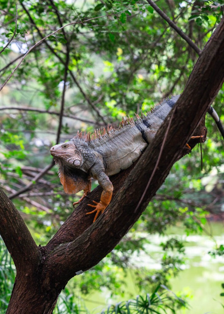 An iguana sitting in a tree in Medellin Botanical Gardens.