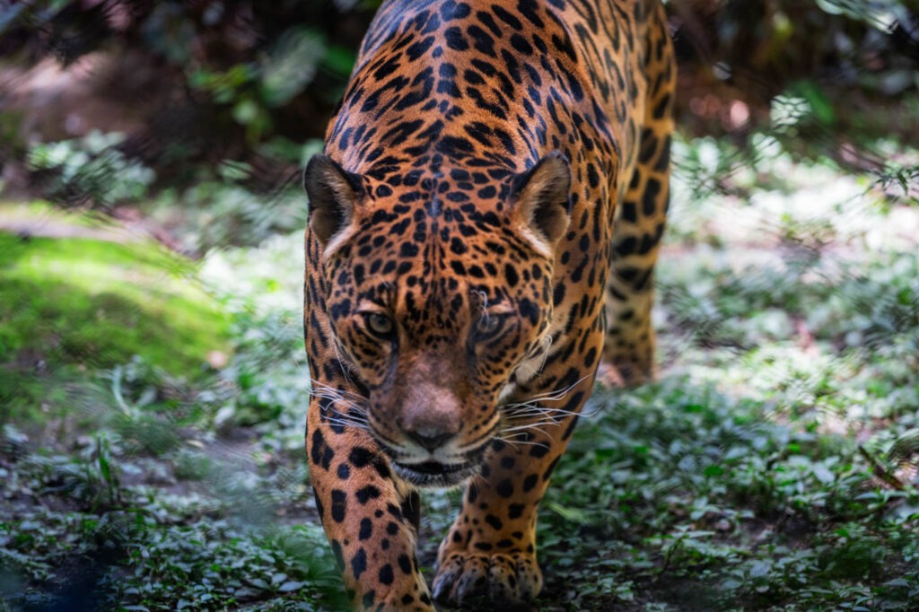 A jaguar inside Parque de la Conservacion in Medellin.