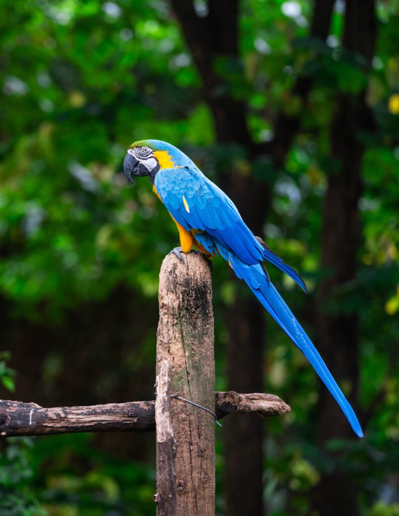 A blue parrot perched on a wooden post in Medellin Conservation Park.