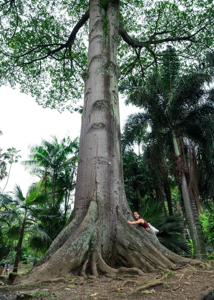 Sara hugging a giant tree inside Medellin Botanical Gardens.