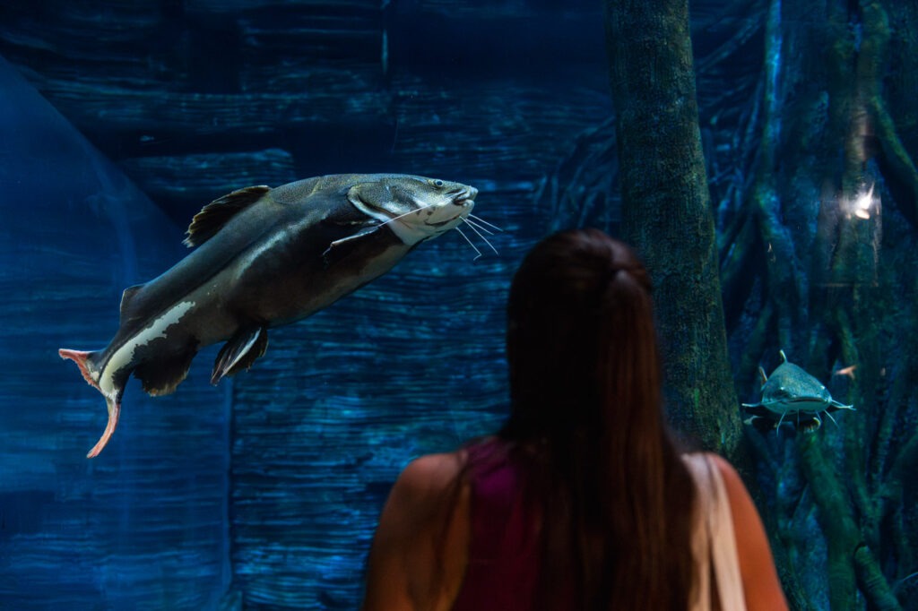 Sara watching a giant fish inside the aquarium at Parque Explora in Medellin.