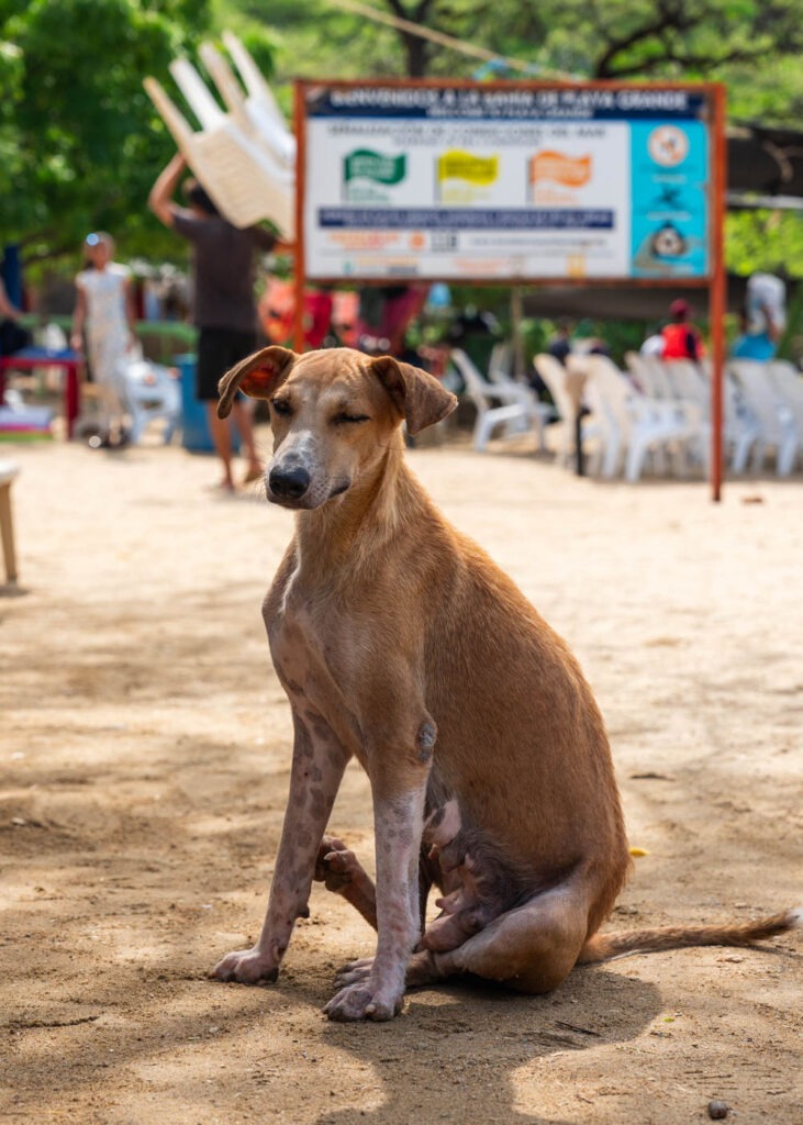 A stray dog on Playa Grande.