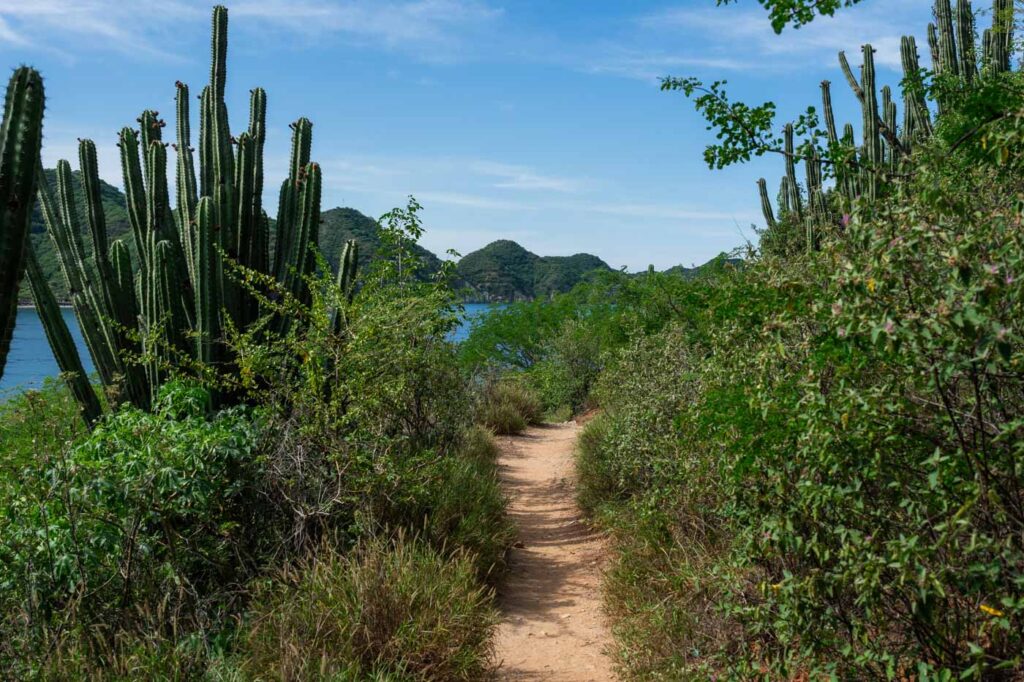 A trail running between bushes and cacti.