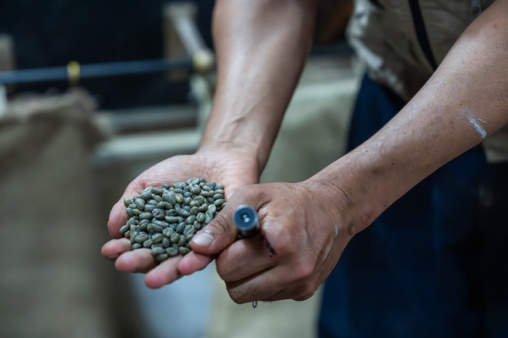 A tour guide holding pre-roasted coffee beans at Finca la Victoria.