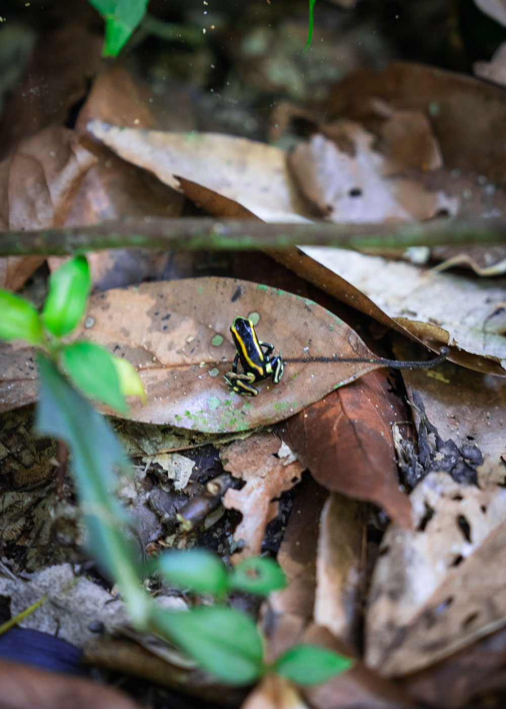 A yellow and black poison dart frog perched on an orange leaf in Tayrona National Park.